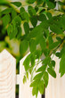 Green leaf near fence on bright background