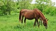 Foal lies next to its mother