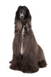 afghan hound