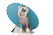 Chinese crested dog