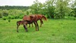 Horse is suckling her foal