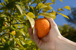 Harvesting of tangerines