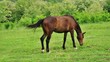 A horse and foal galloping in front of a grazing horse