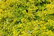 wallpaper with yellow vivid leavesleaf