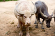 buffalo