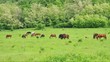 Horses grazing on the green meadow