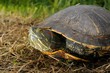 Trachemys scripta