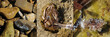 Triptyque mer