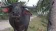 Buffalo. Close up