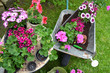 Photo: Blumen Garten Pflanzen Blumen Garten Pflanzen