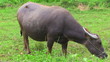 buffalo pasture in the field