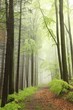 Photo: coniferous and deciduous trees surrounded in the spring forest coniferous and deciduous trees surrounded in the spring forest