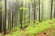Photo: Mixed forest on the mountain slope on a rainy day in early May Mixed forest on the mountain slope on a rainy day in early May