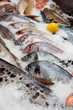 At the fish market