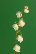 Photo: lily of the valley lily of the valley