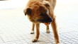 Stray dog eating a piece of bread