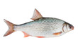 Common roach isolated on white with clipping path