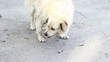 Stray dog eating bone