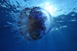 Photo: Cauliflower jellyfish, Cephea cephea, over blue ocean Cauliflower jellyfish, Cephea cephea, over blue ocean