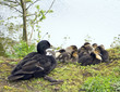 Chicks