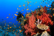 Scuba Divers explore coral reef