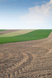 Felder im Frühling