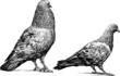 pigeons