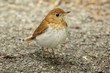 Veery (Catharus fuscescens)