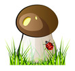 Vector mushroom boletus