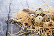 Quail eggs