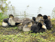 Chicks