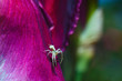 Cute little spider on the petal violet gladiolus close up