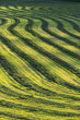 Field of harvested crop.