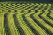 Field of harvested crop.
