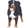 Vector: Vector dog breed Bernese mountain dog standing and smiling Vector dog breed Bernese mountain dog standing and smiling
