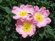 Rosa canina flowers