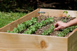 home gardening, peas
