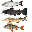 Freshwater fishes