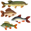 Freshwater fishes