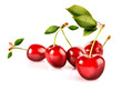 Photo: Ciliege con foglie Ciliege con foglie