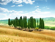 Photo: trees in Val d'Orcia, Tuscany trees in Val d'Orcia, Tuscany