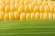 ripe yellow corn
