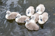seven little cygnets huddle together in the lake