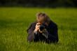 Photographer