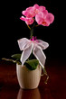 pink orchid
