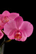 pink orchid