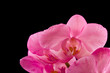 pink orchid