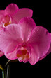 pink orchid