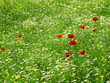 Photo: Field of poppys and wild flowers Field of poppys and wild flowers