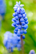 Grape Hyacinth muscari. Blue grape  like spring wild flowers.